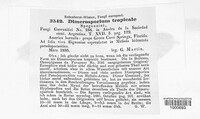 Dimerosporium tropicale image